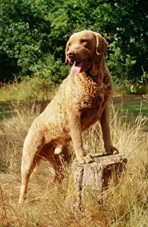 Retriever Prints: Chesapeake Bay Retriever JD 8258 © John Daniels / ARDEA LONDON