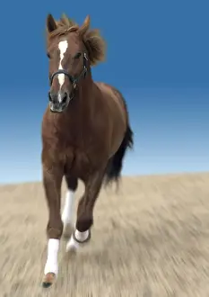 Gallop Prints: Chesnut horse galloping front-on