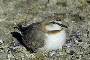 Images Dated 23rd February 2011: Chestnut-banded Sand Plover