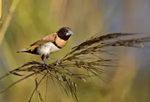 Chestnut-breasted Mannikin eating grass seed Inhabits grasslands usually near water across northern Australia and eastern areas of Queensland and New South Wales