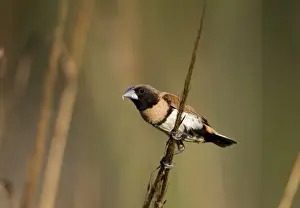 Chestnut-breasted Mannikin eating grass seed Inhabits grasslands usually near water across northern Australia and eastern areas of Queensland and New South Wales
