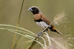 Images Dated 26th September 2006: Chestnut-breasted Mannikin Feeding on grasses at Mt Barnett, Kimberley, Western Australia