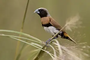 Chestnut-breasted Mannikin Feeding on grasses at Mt Barnett, Kimberley, Western Australia. Found across the north of Australia and some eastern areas usually in grasslands near wet areas