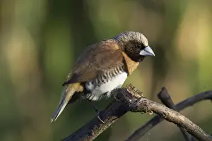 Chestnut-breasted Mannikin Mt Isa sewage ponds, Queensland, Australia