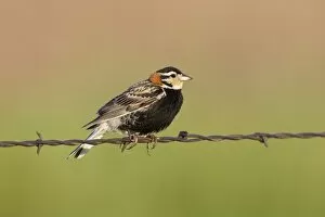 Images Dated 3rd July 2010: Chestnut-collared Longspur - adult male perched on barbed wire fence