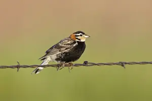 Longspur Prints: Chestnut-collared Longspur - adult male perched on barbed wire fence - July in Wyoming - USA