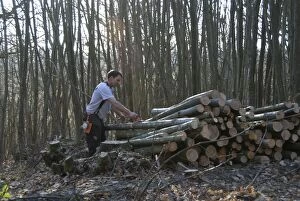 Chestnut - coppicing - stacking