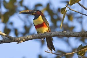 Images Dated 9th July 2010: Chestnut-eared Aracari - adult sitting in a tree