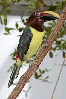 Images Dated 6th April 2010: Chestnut-eared Aracari - forests of central South America