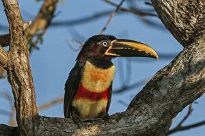 Images Dated 15th September 2009: Chestnut-eared Aracari, Pantanal Wetlands, Mato