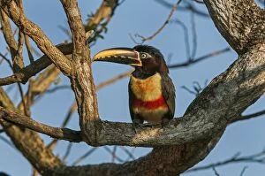 Chestnut-eared Aracari, Pantanal Wetlands, Mato