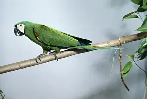 Chestnut-fronted Macaw Distribution: South AMerica bulge to North Brazil