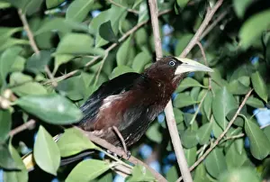 Chestnut-headed Oropendola KF 10522 Perched on branch Zarhynchus wagleri &copy; Kenneth Fink / ARDEA LONDON