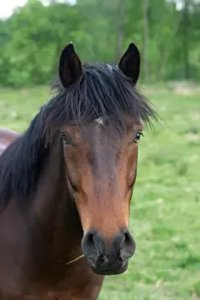 Chestnut Horse - close-up of face