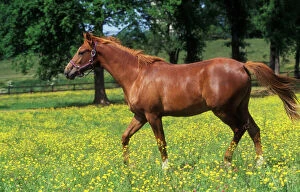 Horse Collection: Chestnut Horse - Selle Francais - in meadow