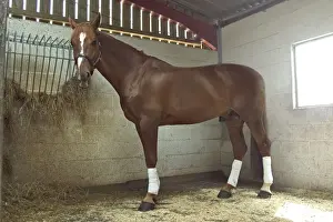 Stable Prints: Chestnut horse in stable