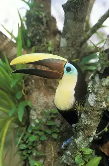 Toucan Prints: Chestnut-mandibled Toucan WAT 7540 Ramphastos swainsonii © M. Watson / ardea. com