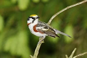 Images Dated 31st May 2006: Chestnut-sided Warbler