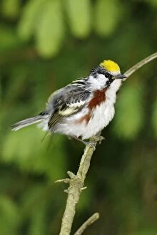 Images Dated 31st May 2006: Chestnut-sided Warbler