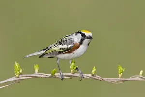 Dendroica Prints: Chestnut-sided Warbler - Connecticut USA - May
