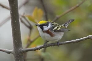Images Dated 2nd June 2005: Chestnut-sided Warbler - Male perched on branch, Spring. Point Pelee, Ontario, Canada _TPL5998