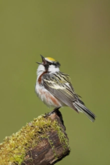Images Dated 10th May 2009: Chestnut-sided Warbler - male singing on territory