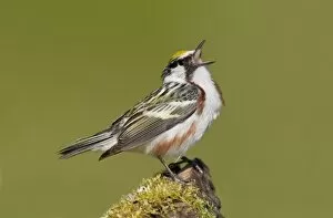 Images Dated 10th May 2009: Chestnut-sided Warbler - male singing on territory