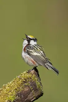 Chestnut Sided Prints: Chestnut-sided Warbler - male singing on territory - Spring - CT - USA