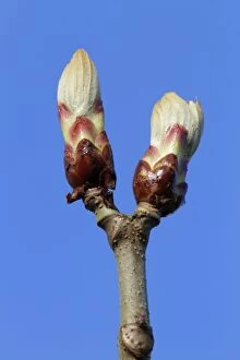 Images Dated 1st April 2010: Chestnut Tree - buds about to open - Hessen - Germany