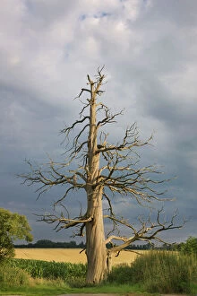 Earth Gallery: Chestnut Tree - dead