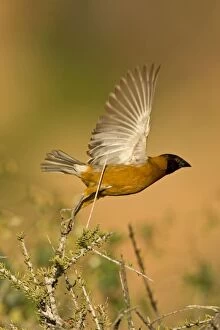 Chestnut Weaver - Male in breeding plumage, taking flight