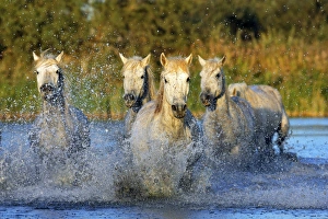 Images Dated 8th October 2006: Cheval camargue