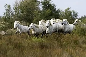 Images Dated 6th October 2006: Cheval camargue