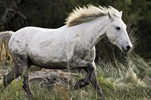 Images Dated 6th October 2006: Cheval camargue