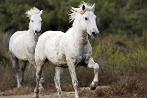 Images Dated 6th October 2006: Cheval camargue