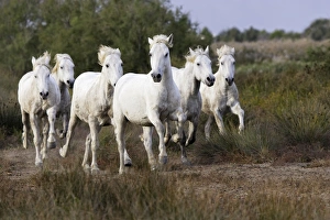 Images Dated 7th October 2006: Cheval camargue