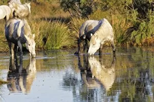 Images Dated 7th October 2006: Cheval camargue