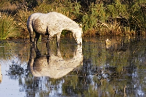 Images Dated 7th October 2006: Cheval camargue