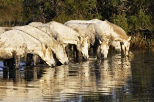 Images Dated 7th October 2006: Cheval camargue