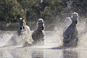 Images Dated 7th October 2006: Cheval camargue