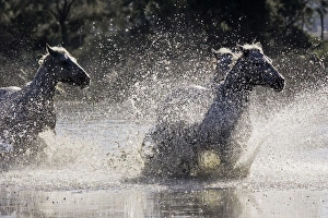 Images Dated 7th October 2006: Cheval camargue