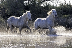 Images Dated 7th October 2006: Cheval camargue