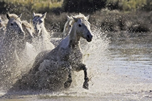 Images Dated 7th October 2006: Cheval camargue