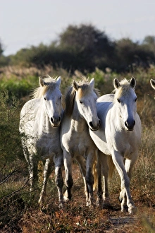 Images Dated 8th October 2006: Cheval camargue