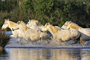 Images Dated 8th October 2006: Cheval camargue