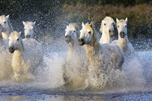 Images Dated 8th October 2006: Cheval camargue