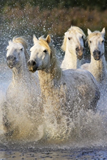 Images Dated 8th October 2006: Cheval camargue