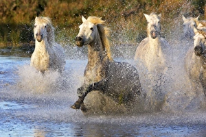 Images Dated 8th October 2006: Cheval camargue
