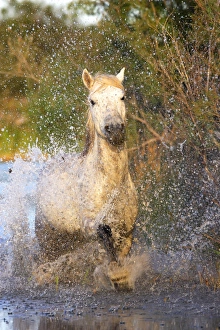 Images Dated 8th October 2006: Cheval camargue