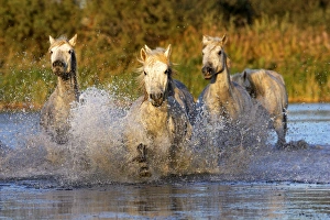 Images Dated 8th October 2006: Cheval camargue